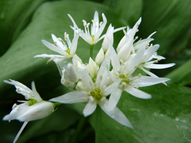 Fleurs très blanches à six sépales en fausse ombrelle. Agrandir dans une nouvelle fenêtre (ou onglet)